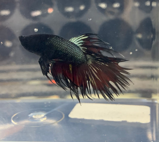 Betta - Crowntail Black