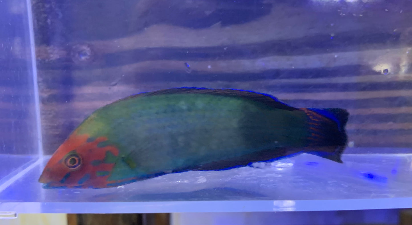 Wrasse - Red Head