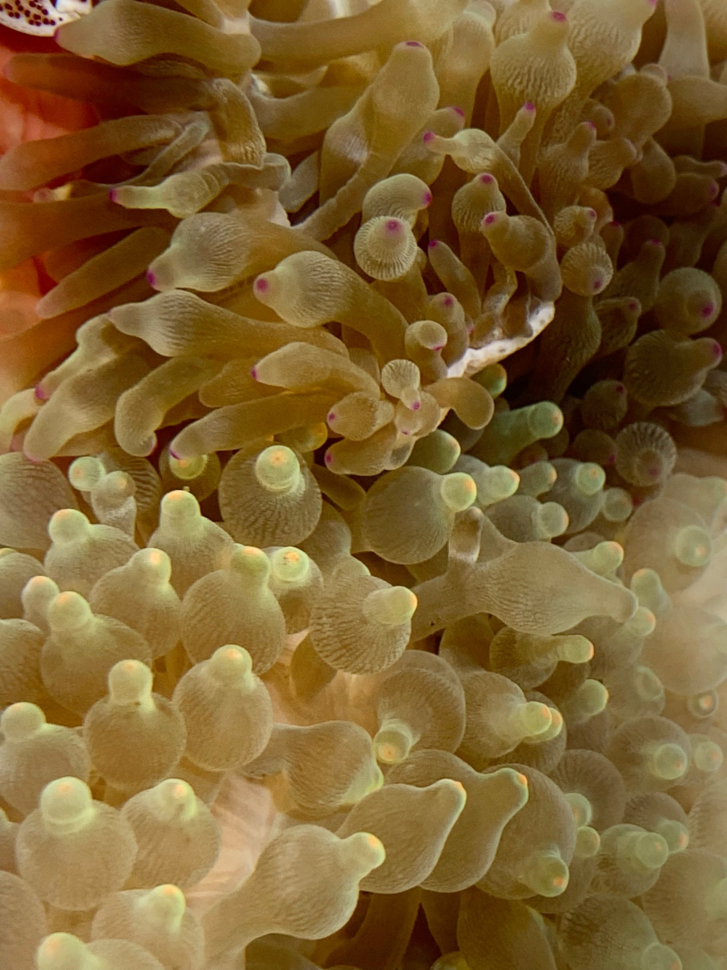 Anemone - Bubble Colored Tip