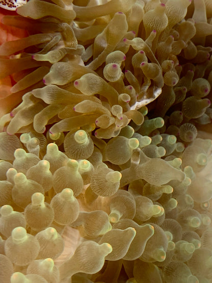 Anemone - Bubble Colored Tip