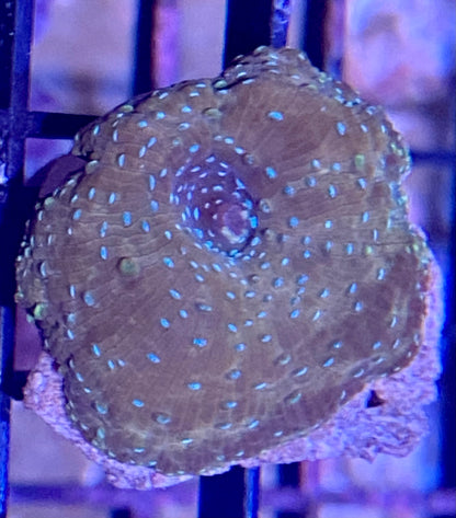 Frag - Blue Spotted Copper Discosoma Mushroom