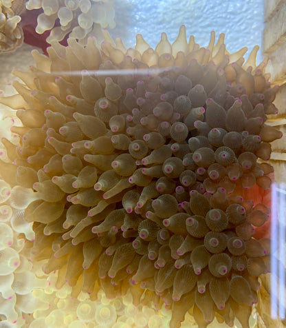 Anemone - Bubble Colored Tip