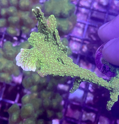 Frag - Neon Green Yellow Polyp Elkhorn Montipora !RARE!