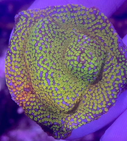 Frag - Rainbow Montipora