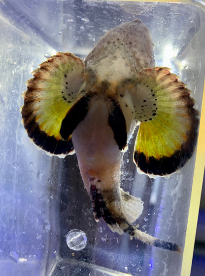 Scorpionfish - Devil