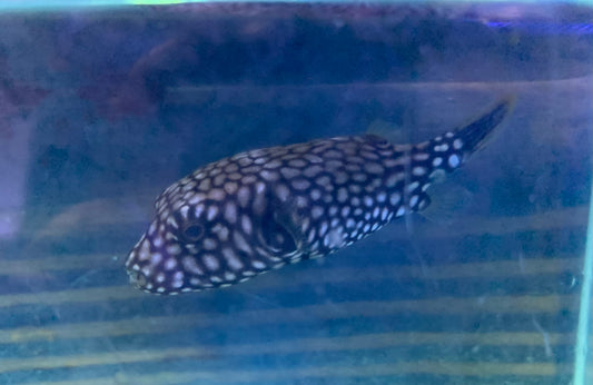 Puffer - Dogface Mappa Sm