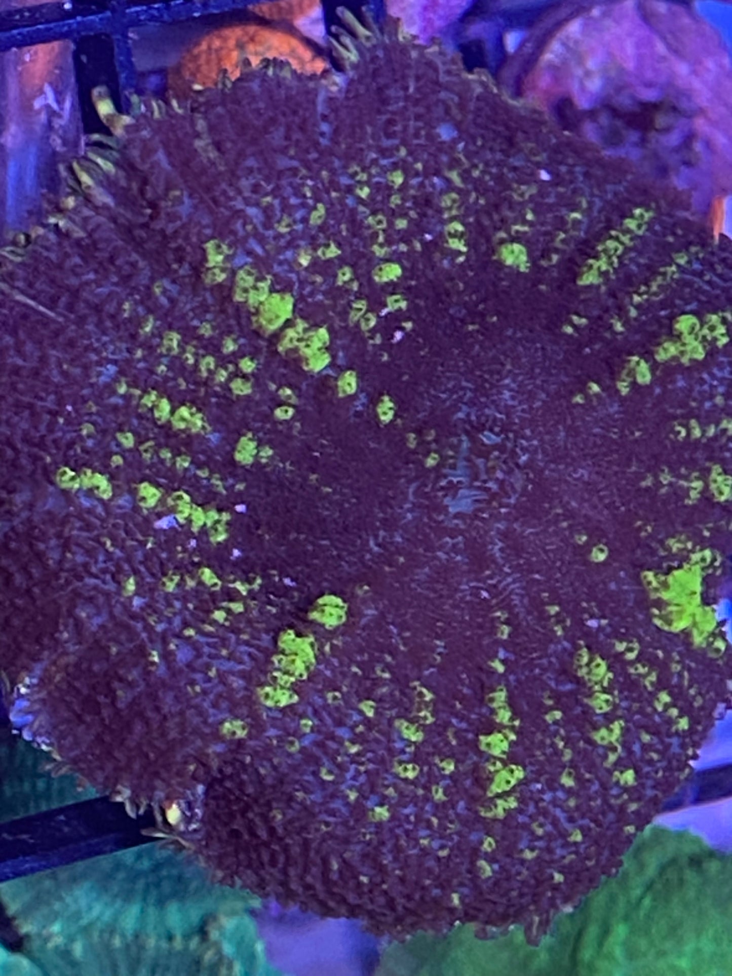 Frag - Ultra Rhodactis Mushroom Striped