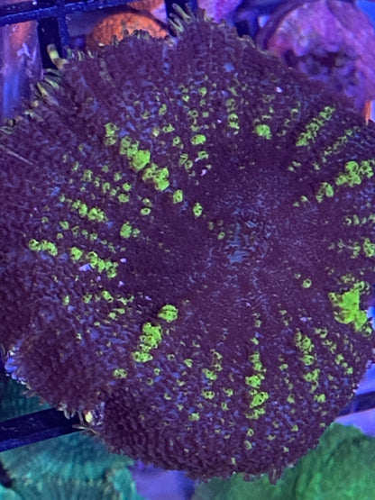 Frag - Ultra Rhodactis Mushroom Striped