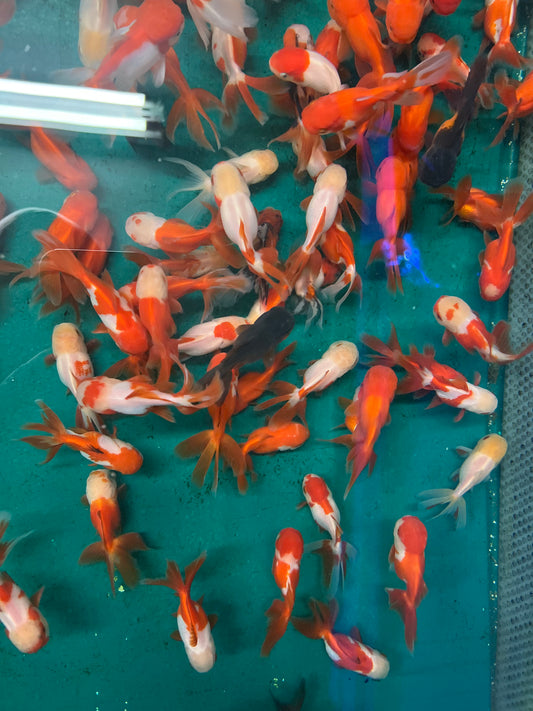 Goldfish - Oranda Imported Mixed