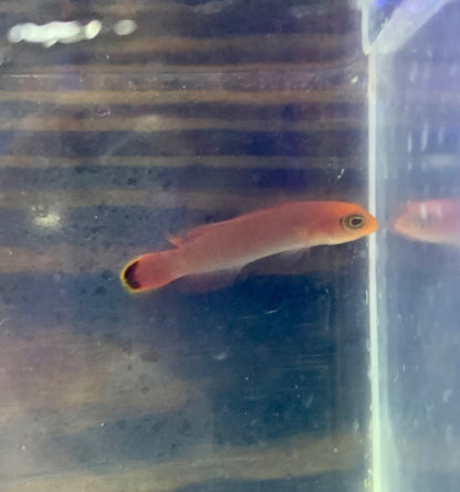 Dottyback - Elongated