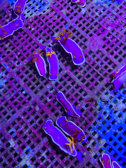 Nudibranch - Purple