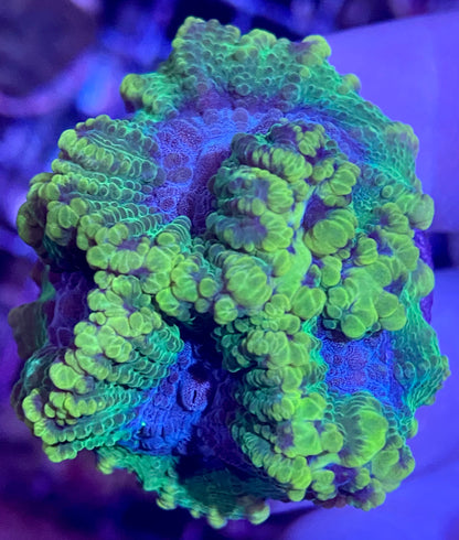 Frag - Assorted Oulophyllia