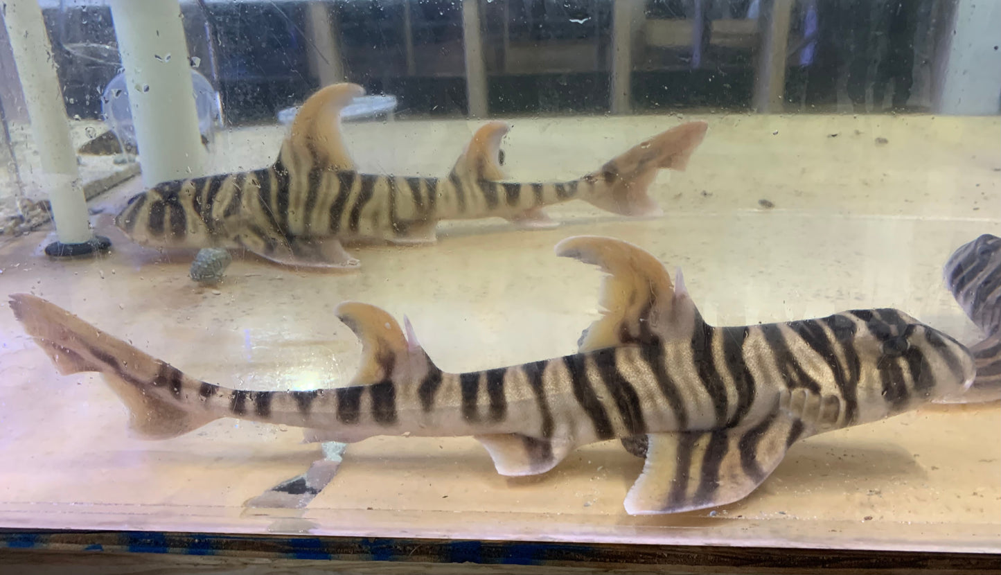 Shark - Zebra Horn