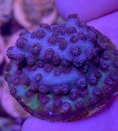 Frag - Blueberry Branching Cyphastrea