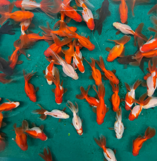 Goldfish - Ryukin Asst. Imported