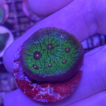 Frag - Aussie Alien Eye Chalice Type 2