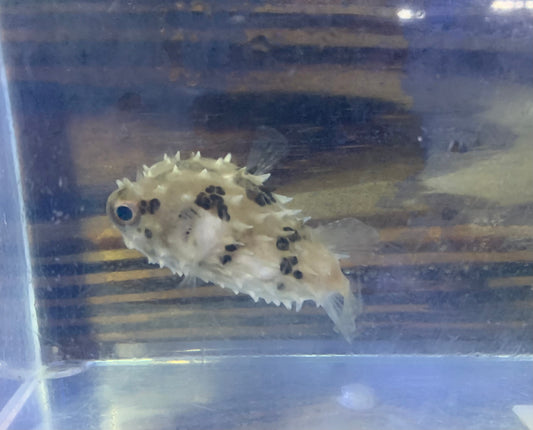 Puffer - Porcupine Black Spotted