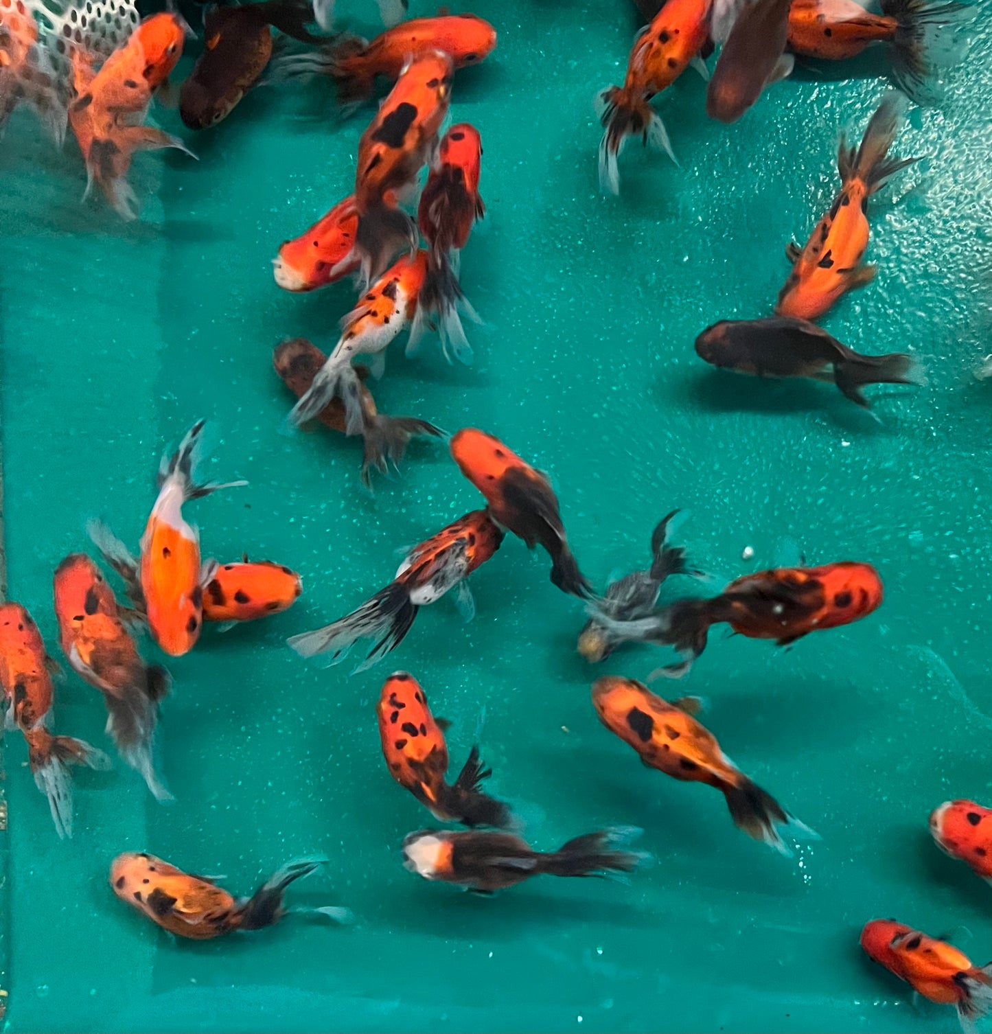 Goldfish - Oranda Calico Imported
