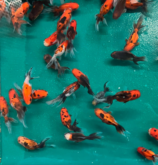 Goldfish - Oranda Calico Imported