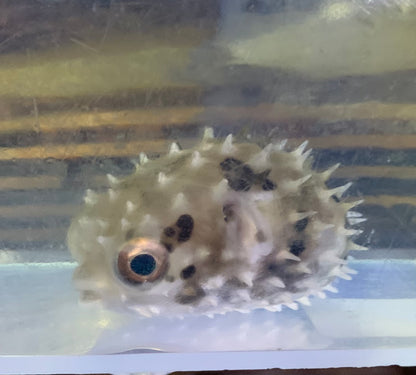 Puffer - Porcupine Black Spotted