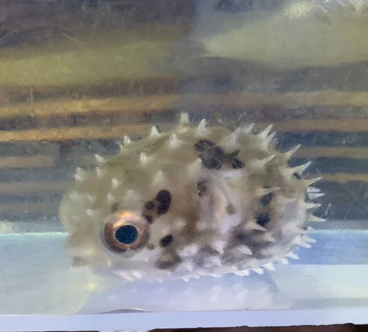 Puffer - Porcupine Black Spotted