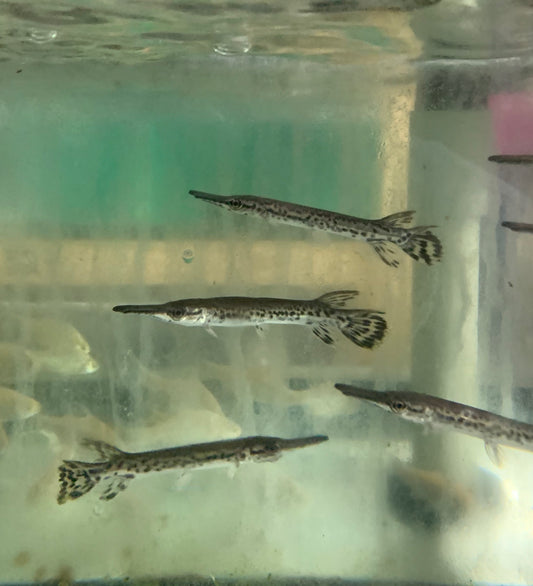 Misc - Gar Alligator Sml 2in