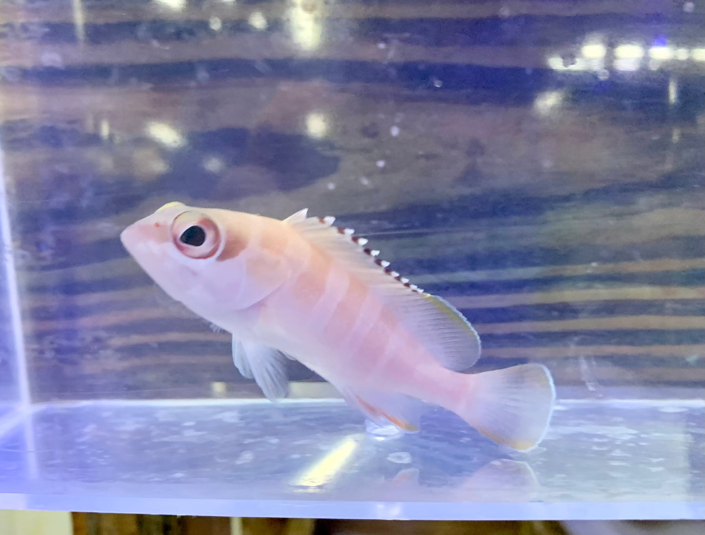 Grouper - Blacktip