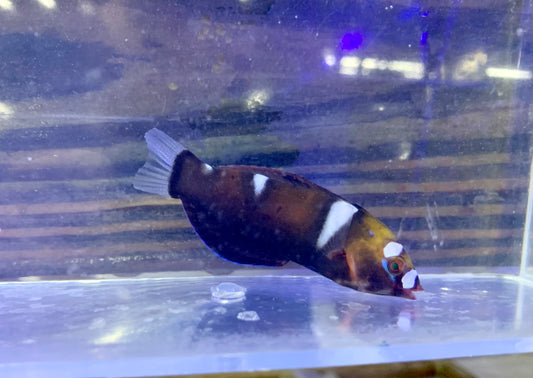 Wrasse - Coris Queen Changing