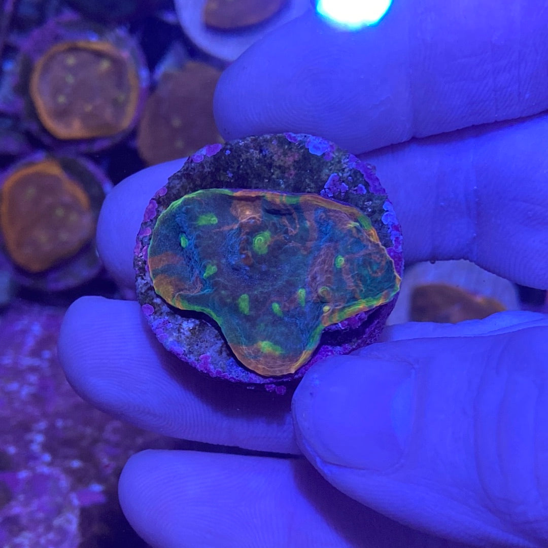 Frag - Ultra Rainbow Chalice