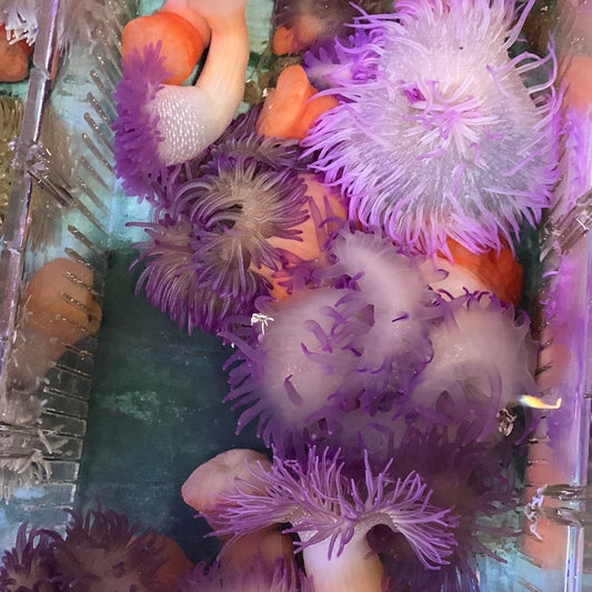 Anemone - Long Tentacle Purple