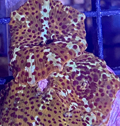 Frag - Ultra Leopard Skin Discosoma Mushroom