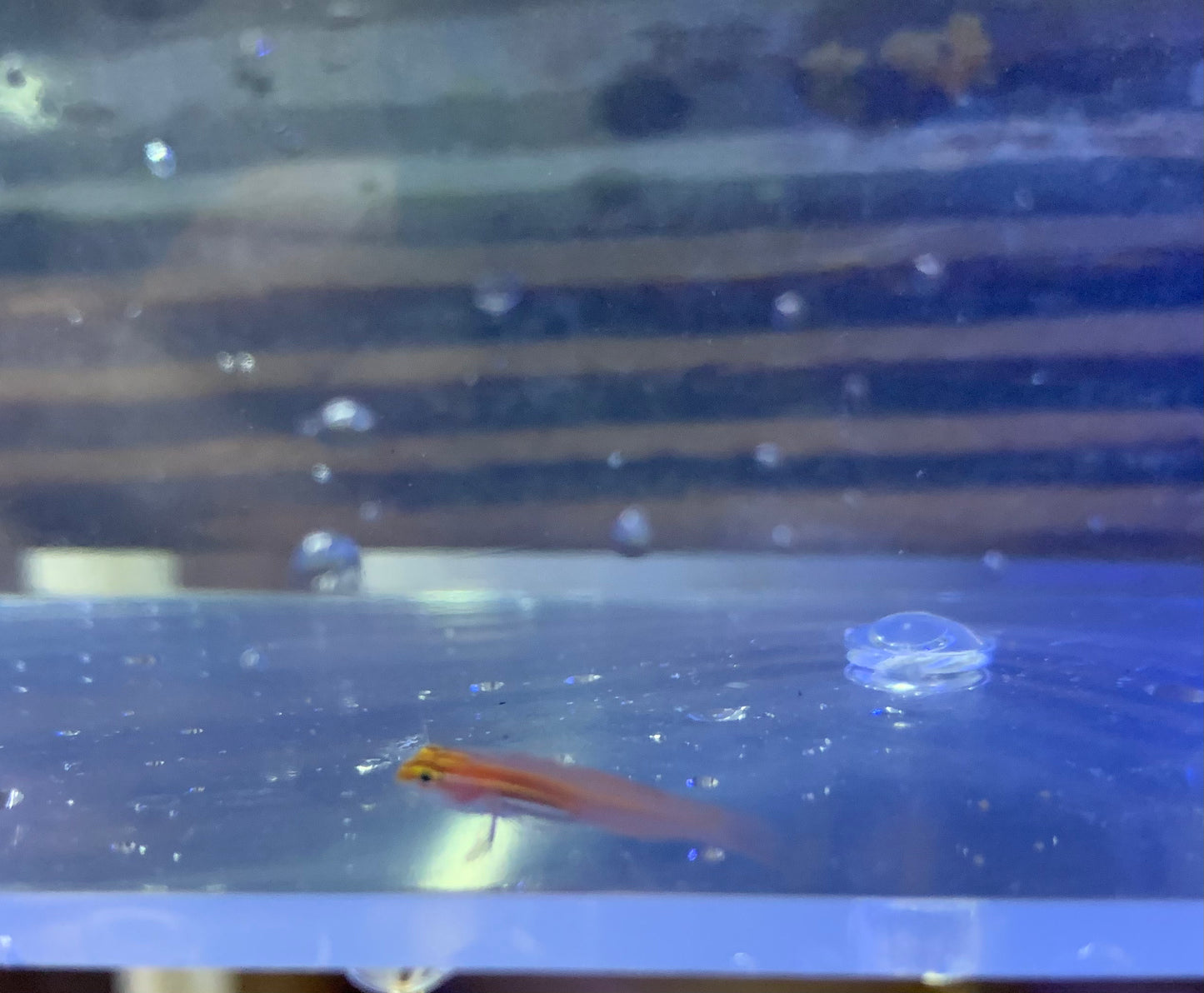 Goby - Black Belly