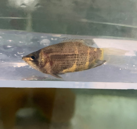 Gourami - Chocolate