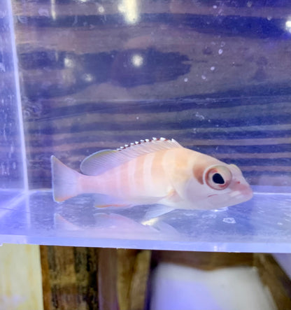Grouper - Blacktip