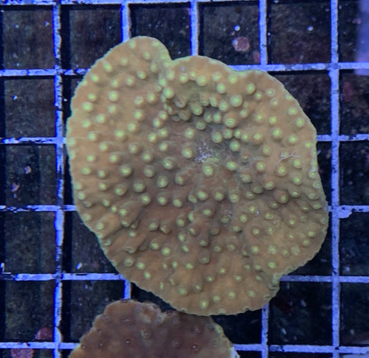 Australian - Cup Coral Yellow Sm