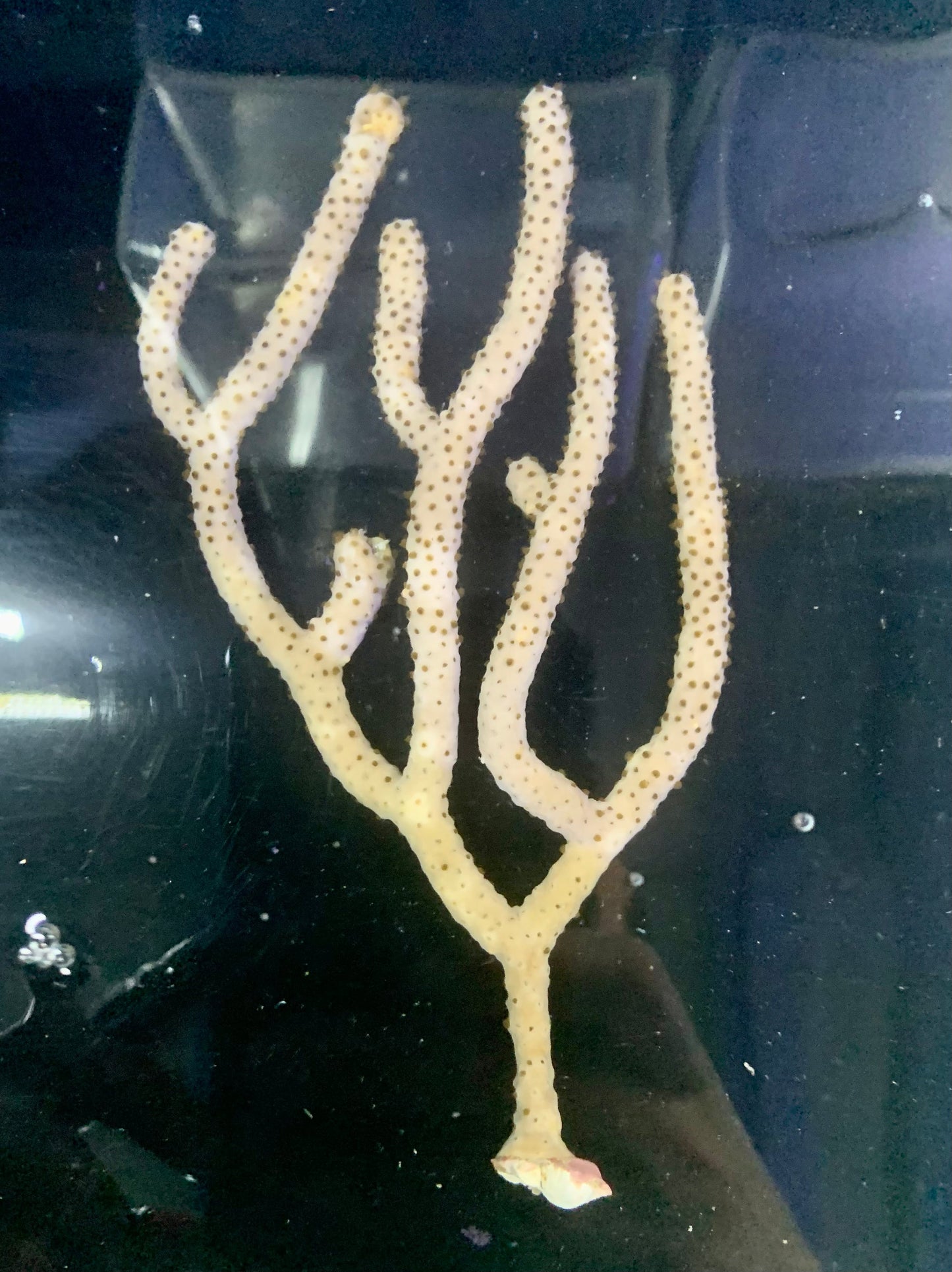 Gorgonian - Slit Pore XL