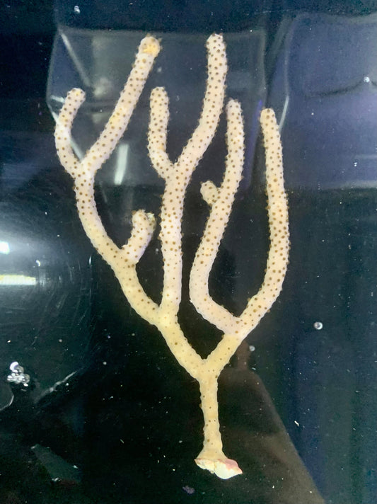 Gorgonian - Slit Pore XL