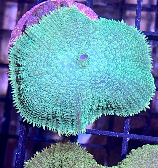 Frag - Green Rhodactis Mushroom