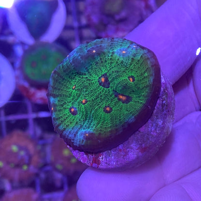 Frag - Aussie Alien Eye Chalice Type 2