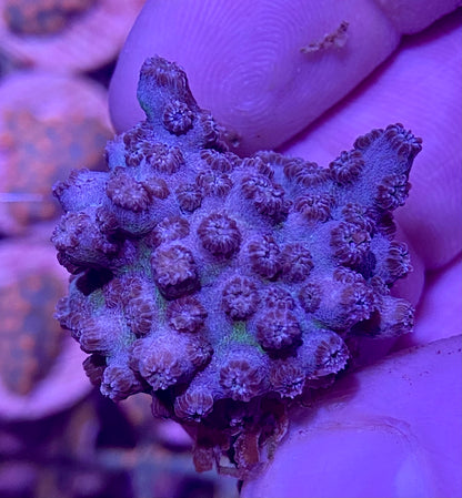 Frag - Blueberry Branching Cyphastrea