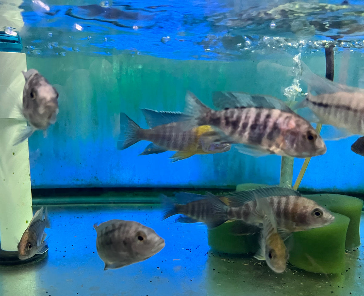 African - Peacock Asst XL Female/Low Color