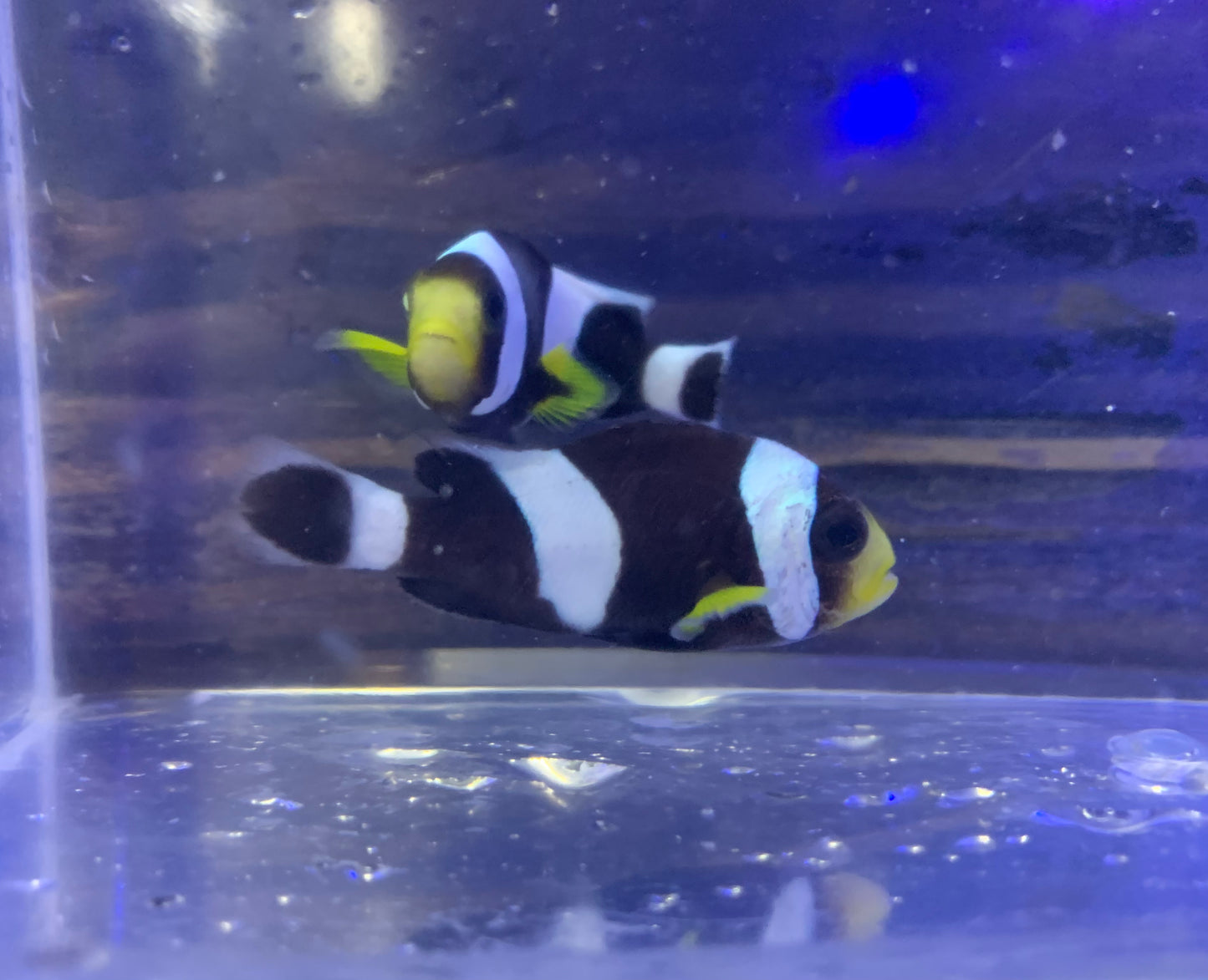 Clown - Percula Black Wild