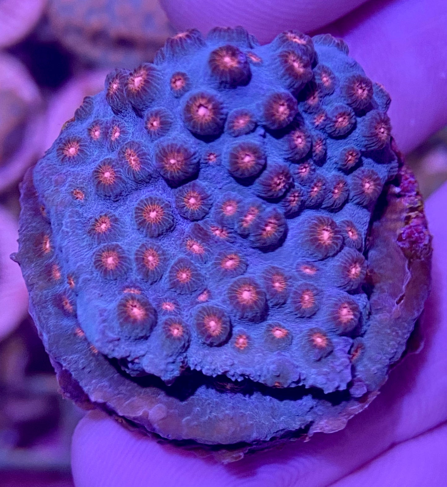 Frag - Pink Mouth Cyphastrea