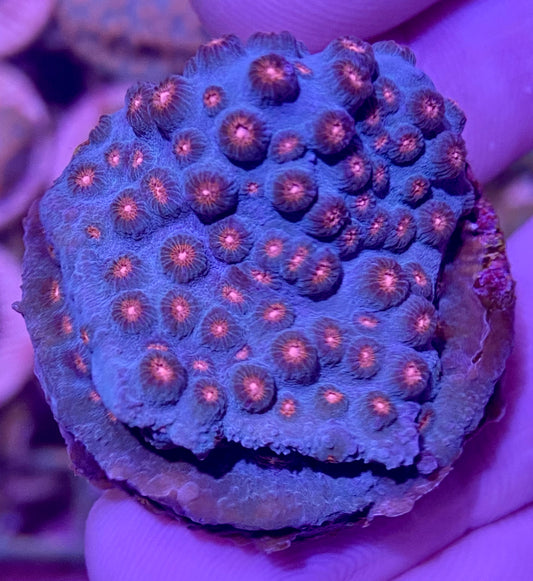 Frag - Pink Mouth Cyphastrea