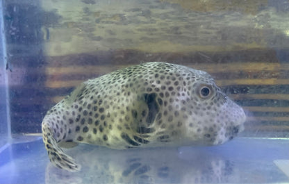 Puffer - Dogface Mappa