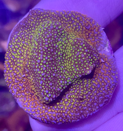 Frag - Rainbow Montipora