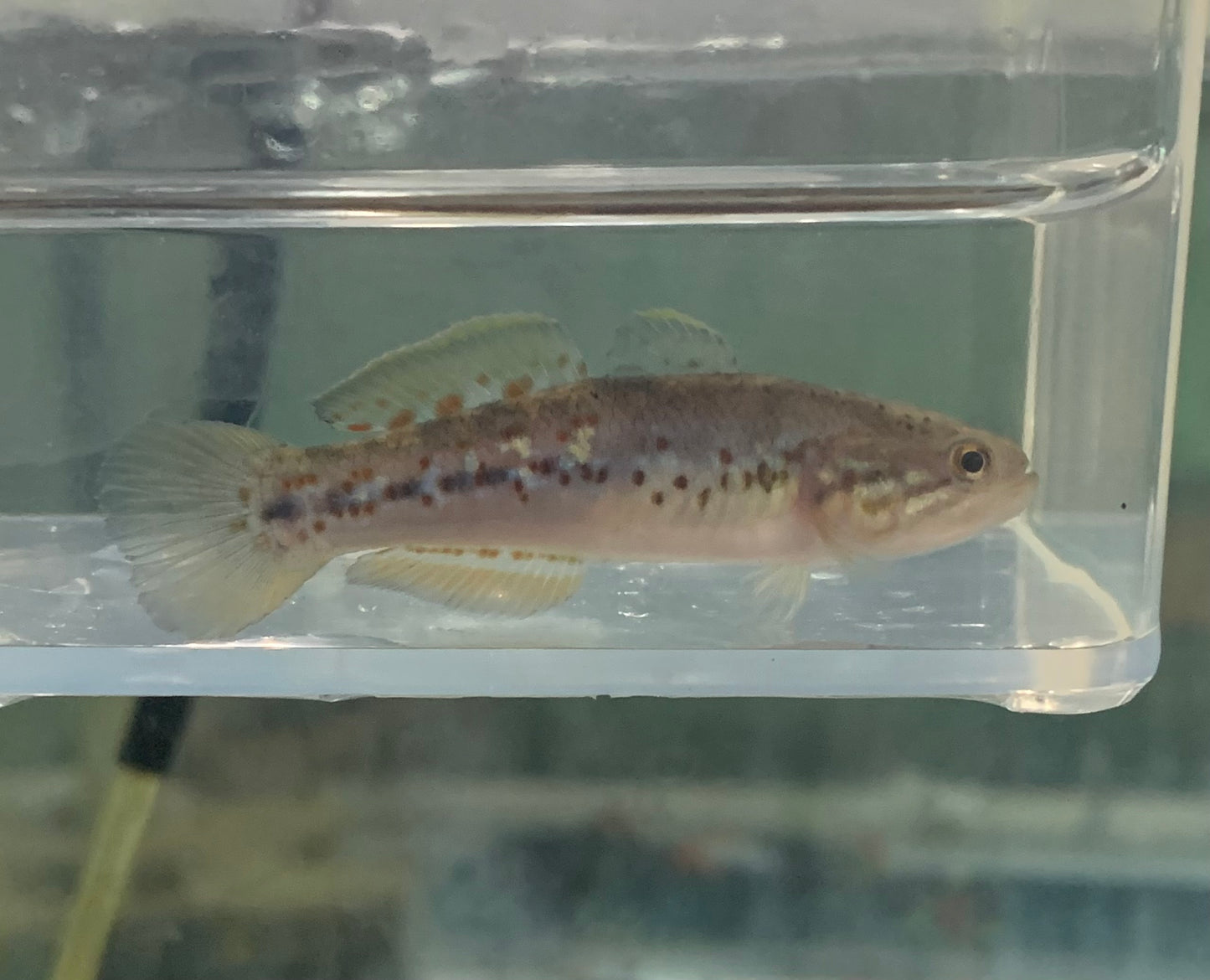 Misc - Gudgeon Purple Spot