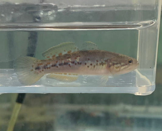 Misc - Gudgeon Purple Spot