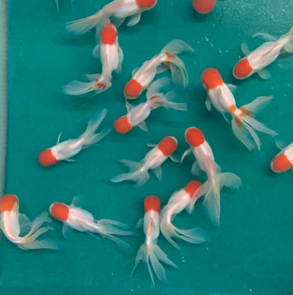 Goldfish - Oranda Redcap Imported