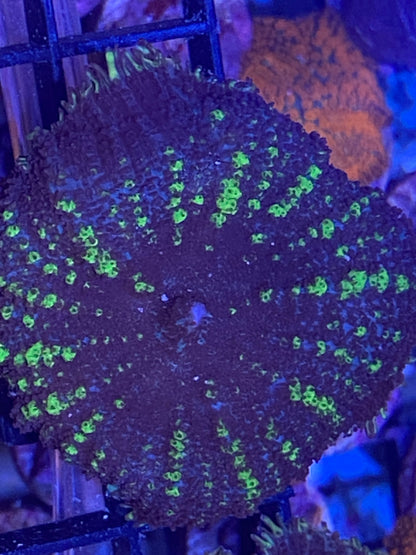 Frag - Ultra Rhodactis Mushroom Striped